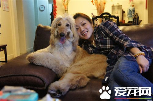 阿富汗獵犬排名 阿富汗獵犬排名70到79的狗