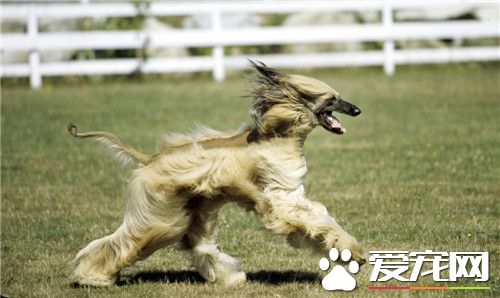阿富汗獵犬能養嗎 阿富汗獵犬相當的好養
