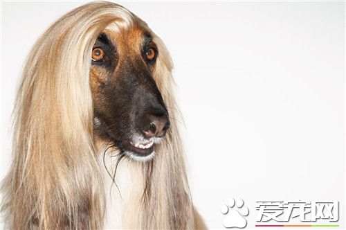 阿富汗獵犬能養嗎 阿富汗獵犬相當的好養