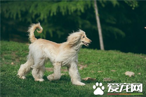 阿富汗獵犬能養嗎 阿富汗獵犬相當的好養