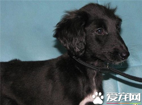 阿富汗獵犬能長多大 一般可以達到64到74厘米
