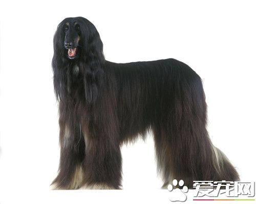 阿富汗獵犬能辦狗證嗎 社區一般不讓飼養