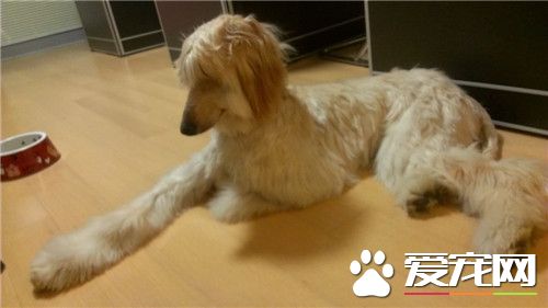 阿富汗獵犬能辦狗證嗎 社區一般不讓飼養