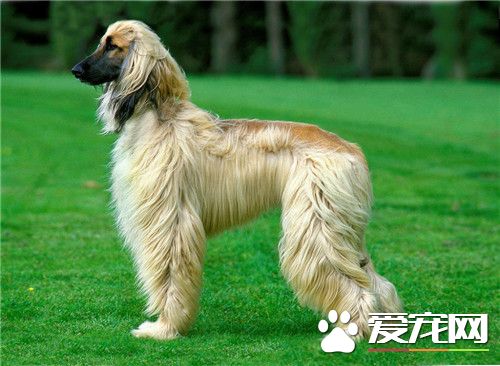 阿富汗獵犬亂跑 阿富汗獵犬亂跑怎麼辦
