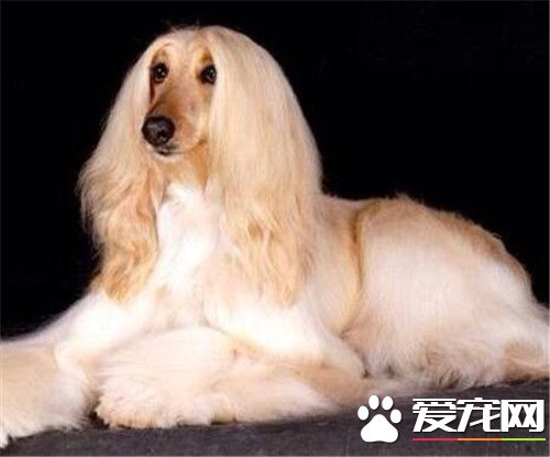 阿富汗獵犬亂跑 阿富汗獵犬亂跑怎麼辦