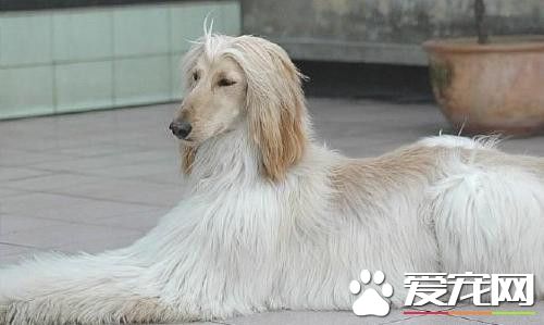 阿富汗獵犬交配 怎麼挑選阿富汗獵犬的狗糧