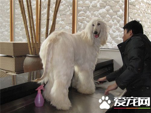 阿富汗獵犬會咬人嗎 阿富汗獵犬咬人怎麼辦