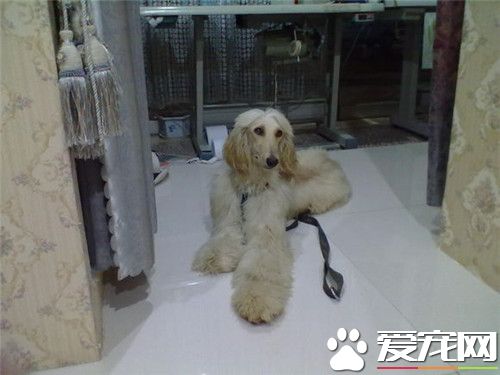 阿富汗獵犬肩高 雄性阿富汗肩高64到74厘米