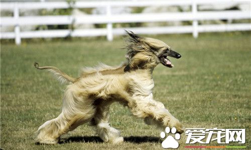 阿富汗獵犬肩高 雄性阿富汗肩高64到74厘米