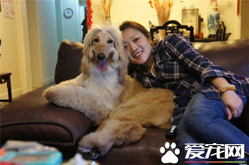 阿富汗獵犬換毛 阿富汗獵犬掉毛的解決方法