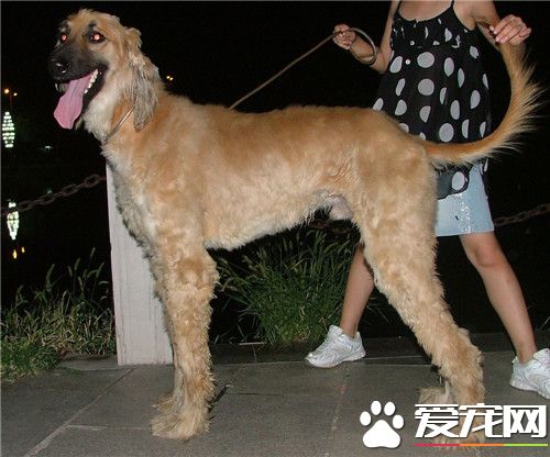 阿富汗獵犬會咬人嗎 阿富汗獵犬咬人怎麼辦
