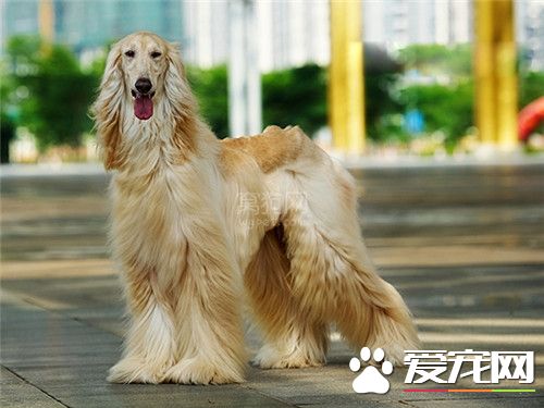 阿富汗獵犬會咬人嗎 阿富汗獵犬咬人怎麼辦