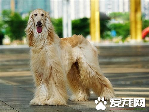阿富汗獵犬換毛 阿富汗獵犬掉毛的解決方法