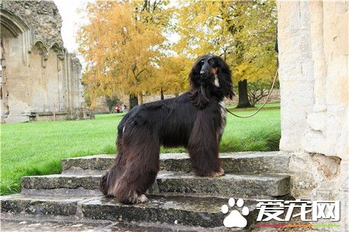 阿富汗獵犬換毛 阿富汗獵犬掉毛的解決方法