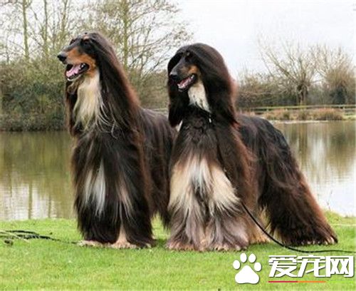 阿富汗獵犬很笨嗎 犬類智商上排名不是很高