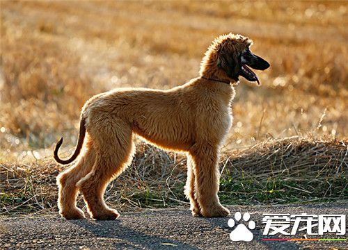 阿富汗獵犬護主 經過訓練是會主動保護主人