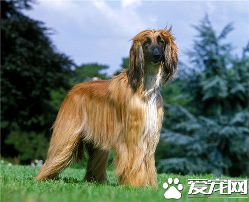 阿富汗獵犬很笨嗎 犬類智商上排名不是很高