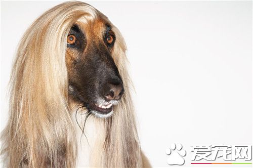 阿富汗獵犬很笨嗎 犬類智商上排名不是很高