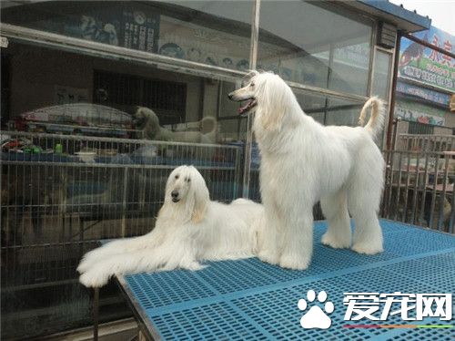 阿富汗獵犬好不好喂養 阿富汗獵犬的喂養方法
