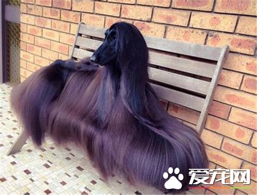 阿富汗獵犬分辨 純種阿富汗獵犬分辨方法