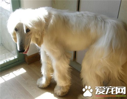 阿富汗獵犬掉毛程度 阿富汗獵犬掉毛怎麼辦