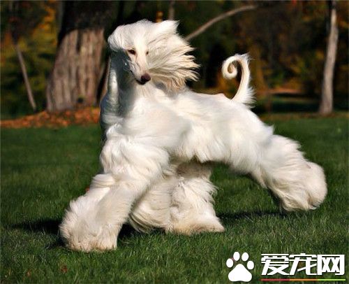 阿富汗獵犬掉毛程度 阿富汗獵犬掉毛怎麼辦