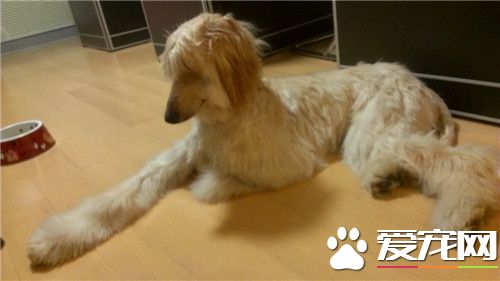 阿富汗獵犬的智商 智商在狗狗中排名第78位
