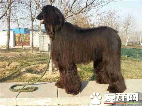 阿富汗獵犬的智商 智商在狗狗中排名第78位