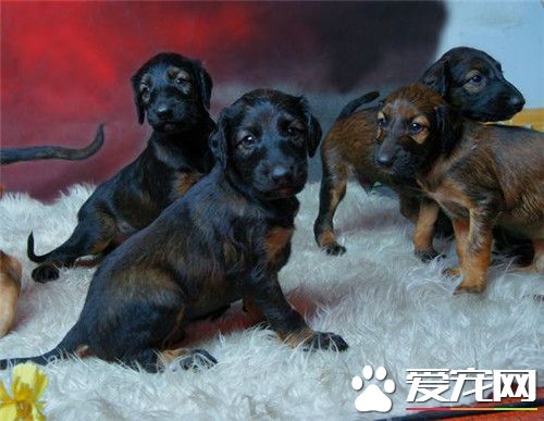 阿富汗獵犬的智商 智商在狗狗中排名第78位