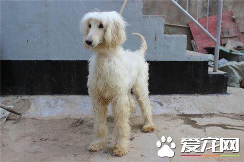 阿富汗獵犬掉毛程度 阿富汗獵犬掉毛怎麼辦