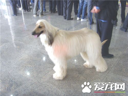 阿富汗獵犬的速度 直線奔跑速度極快