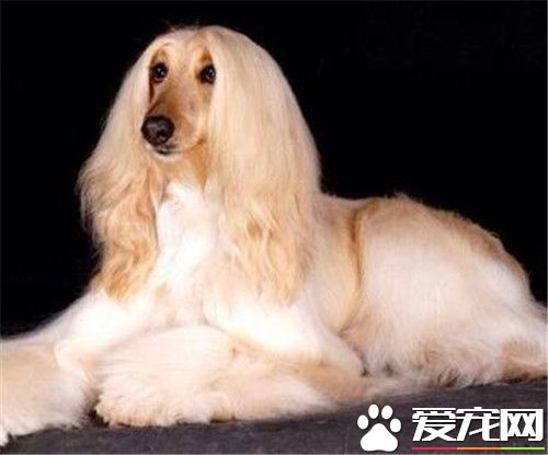 阿富汗獵犬的速度 直線奔跑速度極快