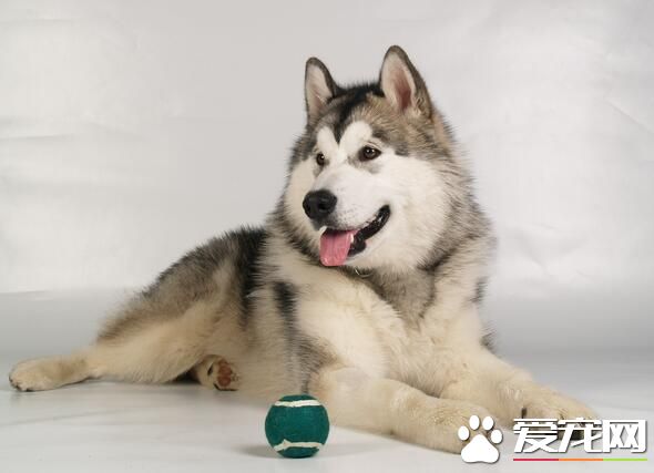 阿拉斯加雪橇犬多少斤 雄性阿拉斯加在39公斤