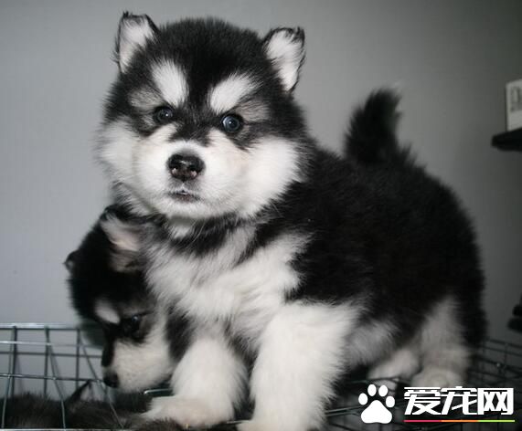 阿拉斯加雪橇犬多少斤 雄性阿拉斯加在39公斤