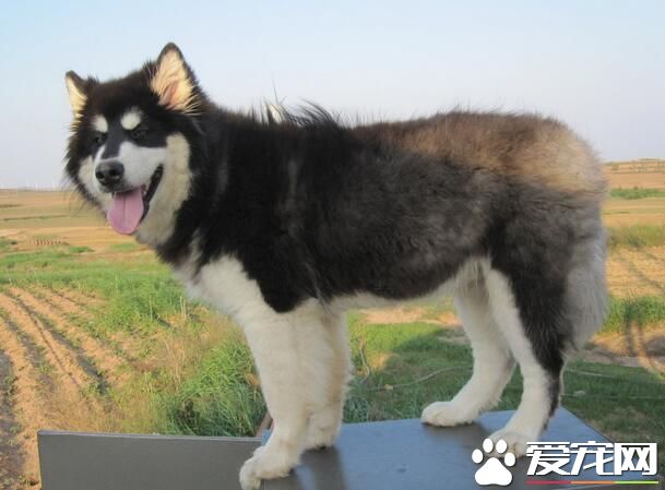 阿拉斯加雪橇犬冬季多少度 適合在10到零下35度之間