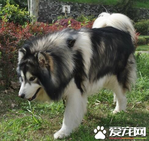 阿拉斯加雪橇犬冬季多少度 適合在10到零下35度之間