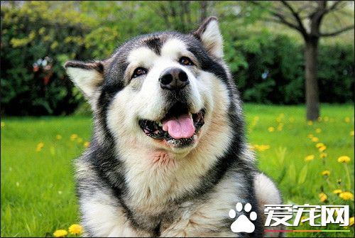 阿拉斯加雪橇犬掉毛嚴重如何解 皮膚病會導致異常掉毛