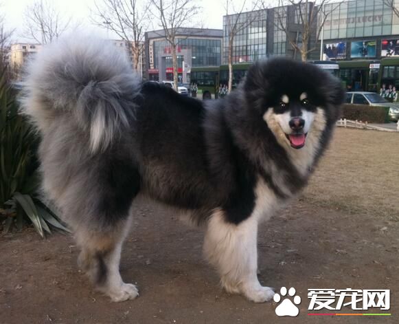 阿拉斯加雪橇犬掉毛程度 春天秋天都有脫毛的現象
