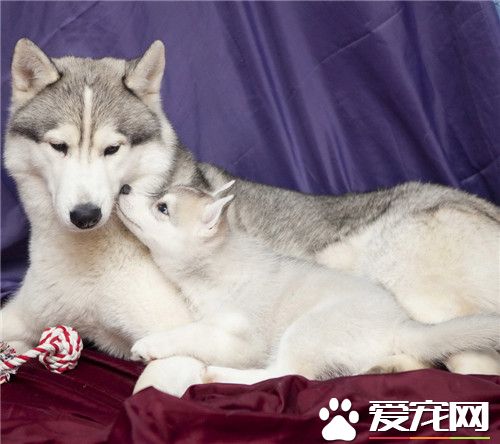 阿拉斯加雪橇犬的性格 阿拉斯加的養護知識