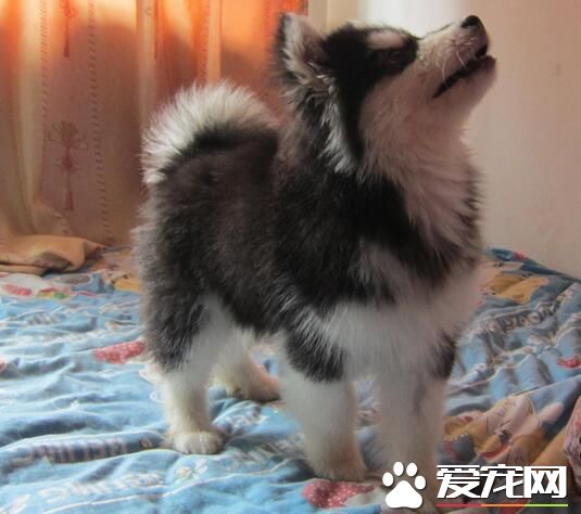 阿拉斯加雪橇犬的性格 阿拉斯加的養護知識