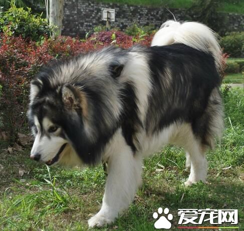 阿拉斯加雪橇犬的性格 阿拉斯加的養護知識