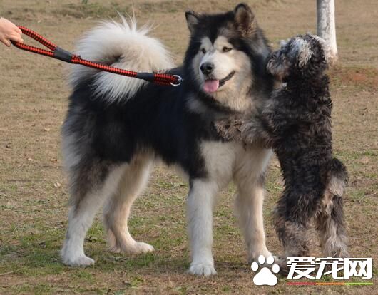阿拉斯加雪橇犬的習性 阿拉斯加生性好群居