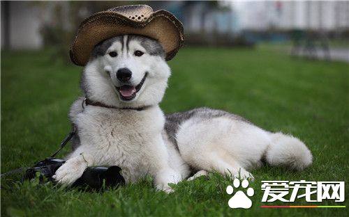 阿拉斯加雪橇犬的飼養 阿拉斯加的喂食方法
