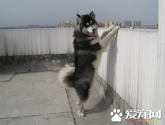 阿拉斯加雪橇犬的飼養 阿拉斯加的喂食方法