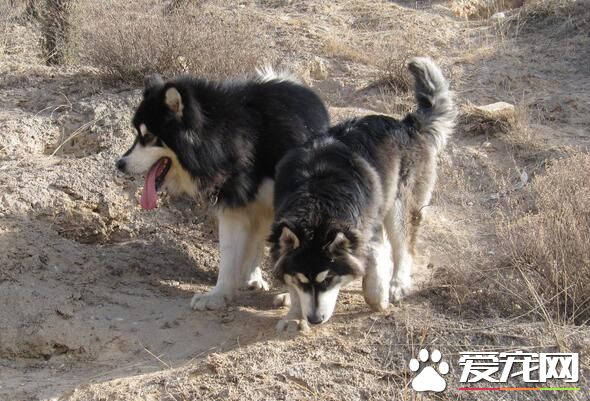 阿拉斯加雪橇犬的飼養 阿拉斯加的喂食方法