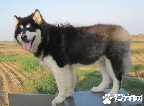 阿拉斯加雪橇犬的毛色 如何護理阿拉斯加的毛發