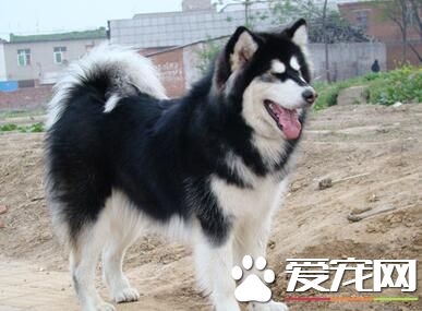 阿拉斯加雪橇犬的毛色 如何護理阿拉斯加的毛發