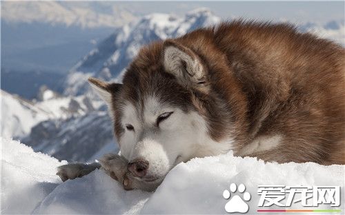 阿拉斯加雪橇犬打嗝 不要給他太涼的東西