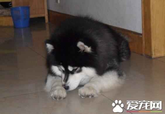 阿拉斯加雪橇犬打嗝 不要給他太涼的東西