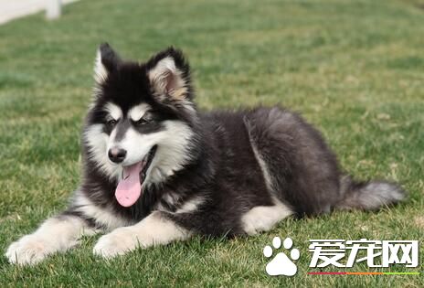 阿拉斯加雪橇犬臭不臭 阿拉斯加夏天怎麼護理